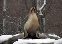 California Sea Lion