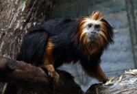 Golden Lion-Headed Tamarin