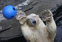 Gus with Blue Ball