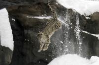 Leaping Leopard