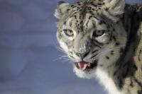 Male Snow Leopard