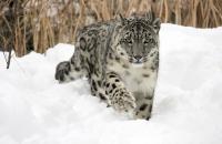 Female Snow Leopard