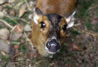 Jenny the Muntjac