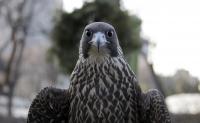 Sierra the Perigrine Falcon